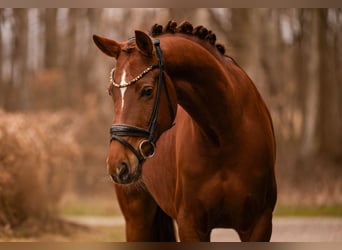 Oldenbourg, Jument, 6 Ans, 164 cm, Alezan brûlé