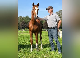 Oldenbourg, Jument, 6 Ans, 164 cm, Alezan