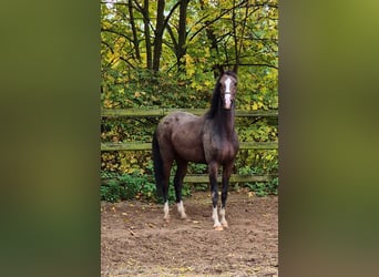 Oldenbourg, Jument, 6 Ans, 164 cm, Bai brun