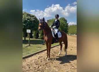 Oldenbourg, Jument, 6 Ans, 165 cm, Alezan