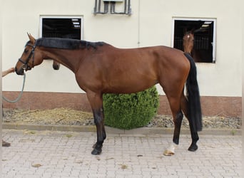 Oldenbourg, Jument, 6 Ans, 165 cm, Bai