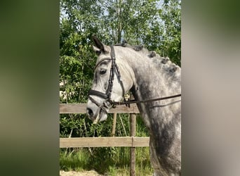 Oldenbourg, Jument, 6 Ans, 165 cm, Gris pommelé
