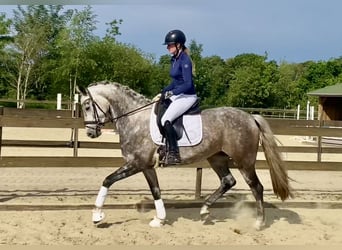 Oldenbourg, Jument, 6 Ans, 165 cm, Gris pommelé