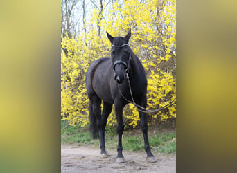 Oldenbourg, Jument, 6 Ans, 165 cm, Noir