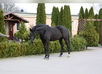 Oldenbourg, Jument, 6 Ans, 165 cm, Noir