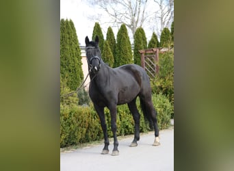 Oldenbourg, Jument, 6 Ans, 165 cm, Noir