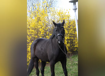 Oldenbourg, Jument, 6 Ans, 165 cm, Noir