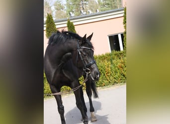 Oldenbourg, Jument, 6 Ans, 165 cm, Noir