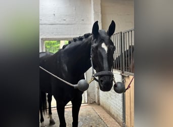 Oldenbourg, Jument, 6 Ans, 165 cm, Noir
