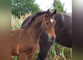 Oldenbourg, Jument, 6 Ans, 165 cm, Noir