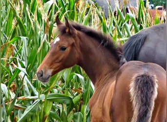 Oldenbourg, Jument, 6 Ans, 165 cm, Noir