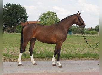 Oldenbourg, Jument, 6 Ans, 165 cm, Noir