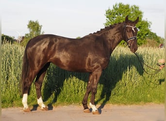 Oldenbourg, Jument, 6 Ans, 165 cm, Noir