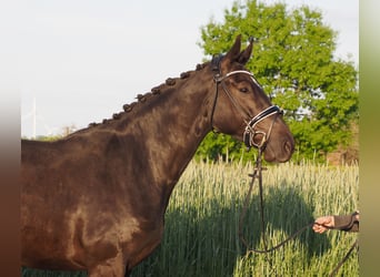 Oldenbourg, Jument, 6 Ans, 165 cm, Noir