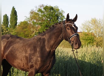 Oldenbourg, Jument, 6 Ans, 165 cm, Noir