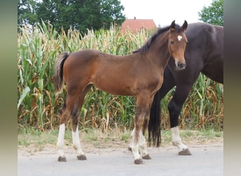 Oldenbourg, Jument, 6 Ans, 165 cm, Noir