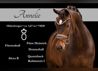 Oldenbourg, Jument, 6 Ans, 166 cm, Bai brun