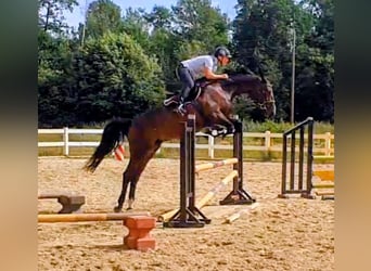 Oldenbourg, Jument, 6 Ans, 166 cm, Bai brun