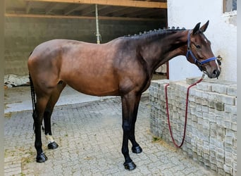 Oldenbourg, Jument, 6 Ans, 166 cm, Bai brun