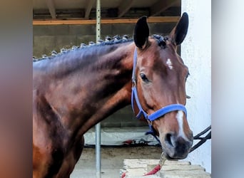 Oldenbourg, Jument, 6 Ans, 166 cm, Bai brun