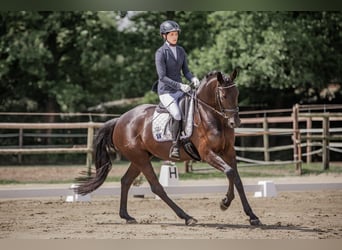 Oldenbourg, Jument, 6 Ans, 166 cm, Noir