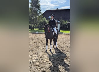 Oldenbourg, Jument, 6 Ans, 166 cm, Noir