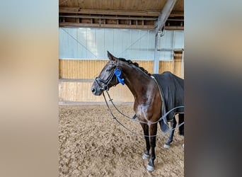 Oldenbourg, Jument, 6 Ans, 166 cm, Noir