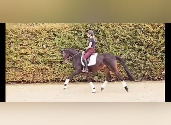 Oldenbourg, Jument, 6 Ans, 167 cm, Bai brun