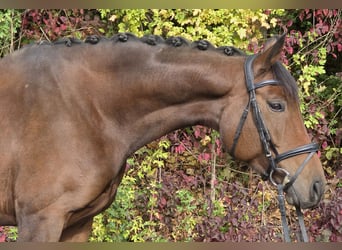 Oldenbourg, Jument, 6 Ans, 167 cm, Bai