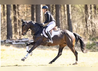 Oldenbourg, Jument, 6 Ans, 167 cm