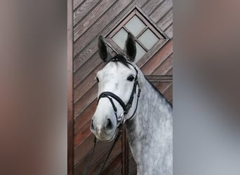 Oldenbourg, Jument, 6 Ans, 167 cm, Gris