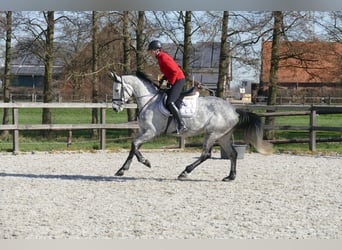 Oldenbourg, Jument, 6 Ans, 167 cm, Gris
