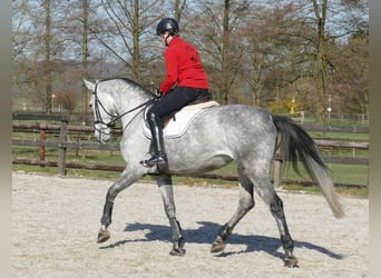 Oldenbourg, Jument, 6 Ans, 167 cm, Gris
