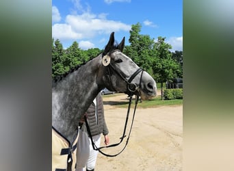 Oldenbourg, Jument, 6 Ans, 167 cm, Gris