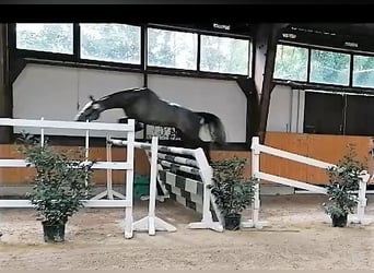 Oldenbourg, Jument, 6 Ans, 167 cm, Gris
