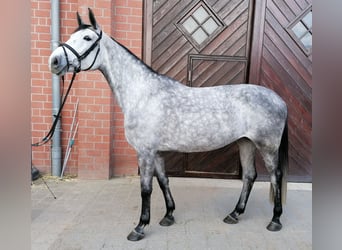 Oldenbourg, Jument, 6 Ans, 167 cm, Gris