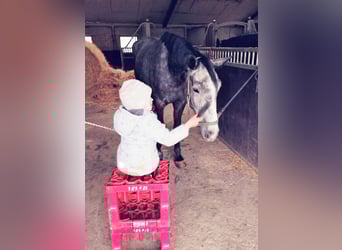 Oldenbourg, Jument, 6 Ans, 167 cm, Gris