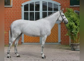 Oldenbourg, Jument, 6 Ans, 167 cm, Gris
