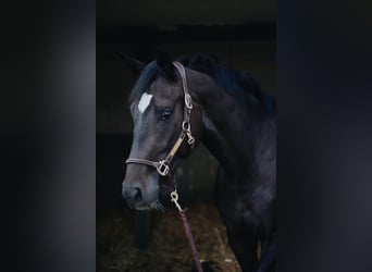 Oldenbourg, Jument, 6 Ans, 167 cm, Noir