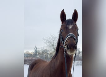 Oldenbourg, Jument, 6 Ans, 168 cm, Alezan brûlé