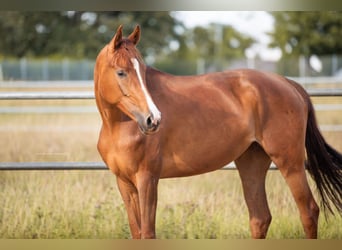 Oldenbourg, Jument, 6 Ans, 168 cm, Alezan brûlé