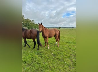 Oldenbourg, Jument, 6 Ans, 168 cm, Alezan