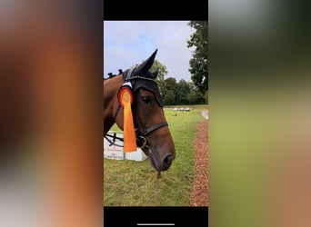 Oldenbourg, Jument, 6 Ans, 168 cm, Bai