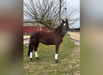 Oldenbourg, Jument, 6 Ans, 168 cm, Bai
