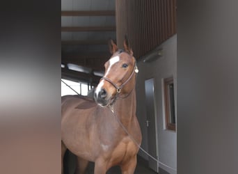 Oldenbourg, Jument, 6 Ans, 168 cm, Bai