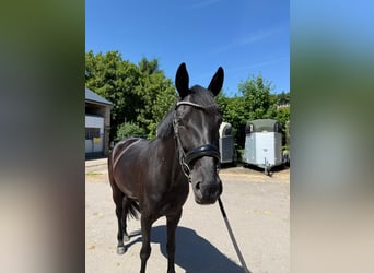 Oldenbourg, Jument, 6 Ans, 168 cm