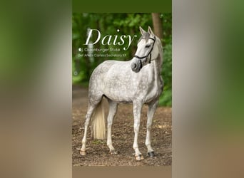 Oldenbourg, Jument, 6 Ans, 168 cm, Gris pommelé