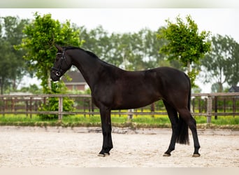 Oldenbourg, Jument, 6 Ans, 168 cm, Noir