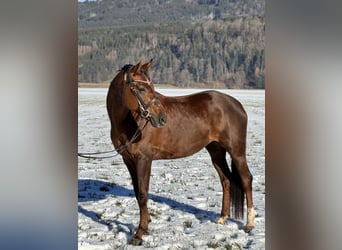 Oldenbourg, Jument, 6 Ans, 169 cm, Alezan brûlé