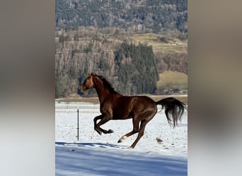 Oldenbourg, Jument, 6 Ans, 169 cm, Alezan brûlé